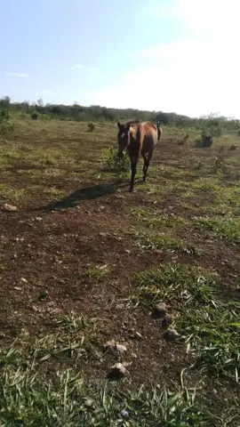 #CapCut #caballos #fyp #viralvideo #viraltiktok #foryou 