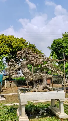 Đỉnh cao nghệ thuật sáng tạo bonsai!#bonsailingnan #bonsai #xuhuong #Master2023byTikTok 
