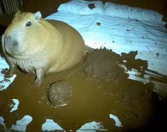 ок #cademaddox #капибара #capybara #кроватка 