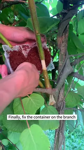 Kiwi fruit tree Air Layering  #propagateplants #fyp #foryou #airlayering 