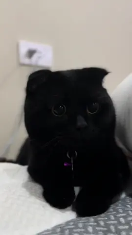 นุดทำไรอะ #แมวน่ารัก #แมวสก็อตติชโฟลด์ #แมวดํา #ทาสแมว #แมวสก็อตติชโฟลด์ #เสือดํา #เด็กขี้โม้👶 