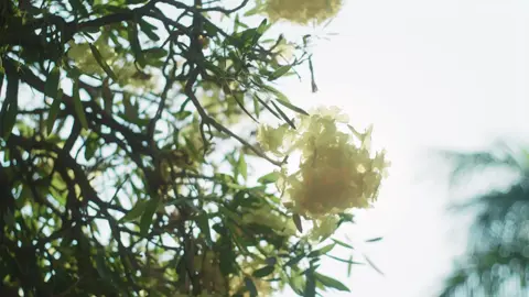 Menikmati pagi #cinematic #nganjuk #travel 