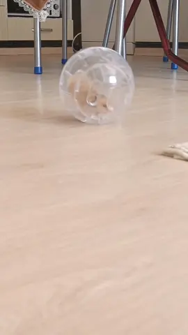 Hamster Süleyman topun içinde koşuyor. #hamster_team🐹 #hamstertiktok #hamstertürkiye #hamstersetup #hayvansevgisibaşka #tatlıhayvanlar #hamsterball 