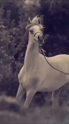 #CapCut #حسين_الجسمي #تعوض_قلبي_في_ناسٍ_يحبوني #مجرد________ذووووووق🎶🎵💞 #fypシ #foryou #viral #ترهات 