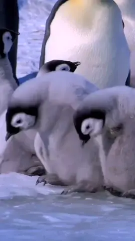 Cute 🎶🥰#penguin #nature #cute #foryou #fyp 