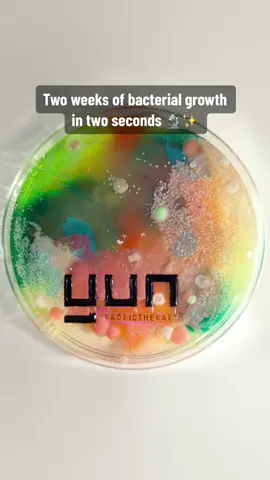 Life of microscopic pets 🤭 #bacteria #mold #molds #fungi #agar #agarart #zoomchallenge #closeup #microscope #microscopic #microscopic #yunprobiotherapy #yunskincare #probiotics #bacterial #bacteriën #bacterien #microbe #microbes #Science #bioscience #biology