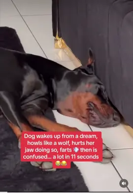 #fyp #foryou #fypシ #funny #doggo #dogsoftiktok #funnyanimals #doggosdoingthings #puppiesoftiktok #doggosoftiktok #dead #hilariousvideos 