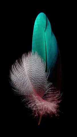 #livewallpaper #livewallpaper4k #4klivewallpaper #livewallpapers #wallpaper #wallpapers #ライブ壁紙  #ライブ壁紙4K #livenawallpaper #papeldeparedeaovivo #hìnhnềnsống #жандытұсқағаз #живыеобои  #خلفيةحية #動態壁紙 #wallpaper #wallpapers #smmupdates #fondodepantalla #fondodepantallaanimado #fondosdepantalla4k #longervideos #라이브배경화면 #hìnhnềnsống #लाइववॉलपेपर #लाइववॉलपेपर4k #ζωντανήταπετσαρία #sfondianimati #gyvitapetai #longervideos 