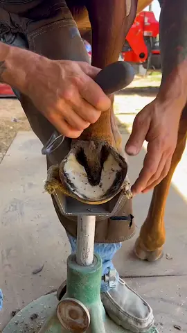 Hoof trimming is so relaxing #horse #farriersoftiktok #animallover #horseshoe #asmr