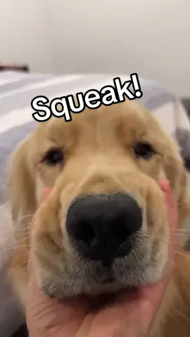 A doggo of many talents  #dogsoftiktok #goldenretriever #boopthesnoot #cutedog #funnydog