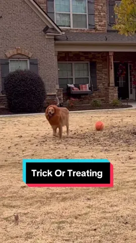 That run at the end though 😂 #dog #goldenretriever #dogsoftiktok 