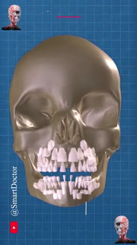 Human tooth development from childhood to adulthood. 👼🏻🦷🧑🏻 #tooth  #toothcare  #toothless  #toothimplant #anatomy #heart #smoker #lunges #lungs #uterusproblem #fetal #love #tongue #muscles #muscle #skull #humanskull #Smart_Doctor #brain #shorts #viral #baby #the_voice #thevoice #voice #fetaldevelopment #fetal #fetalmovement #fetalecho #heart #baby #brain #booktok #booktok #smartdoctor #smartdoctor1 @Smart Doctor 👨‍⚕️