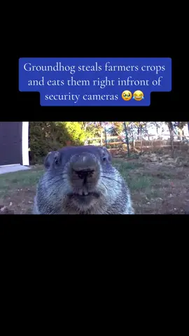 Sneaky 👁️👁️😂 #animalsarefriends 