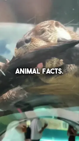 Animal Facts 🐢 🐶                                       #facts #randomfacts #factsyoudidntknow #LearnOnTikTok #curiosity #satisfying #oddlysatisfying #staythinkingg