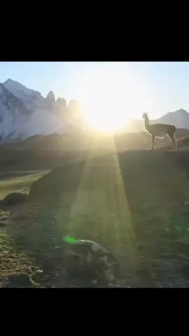 Wild cat vs llama #capcut #llama #worldsanimal #videoanimal #tiktokanimals #fyp #foryou #foryourpage 