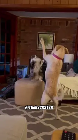 RxCKSTxR Mashup 🐾 Which duo was the best? 😂 #voiceover #talkingdog #talkingcat #PetsOfTikTok #dogsoftiktok #catsoftiktok #animalsoftiktok #funnyanimals #catlover #doglover #rxckstxr