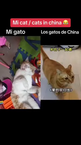 #cats #chinesecats #gatoquecanta😻😻 #singningcat