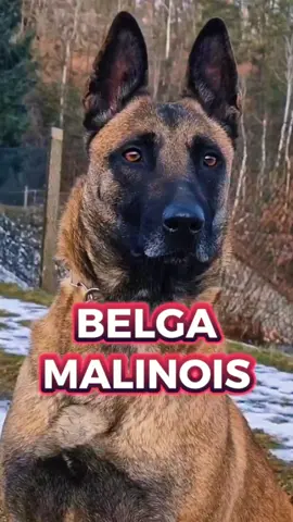 PASTOR BELGA MALINOIS 🐶🐾 #pastorbelga #pet #dog #cão #adestramento #cachorro #pets #dogs 