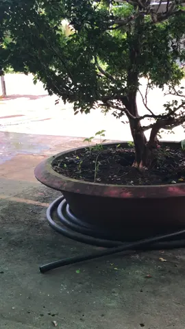 #93binhphuoc #sỉuisđộkiêng🍀 #xuhuong: Rửa xe đi tết đê 