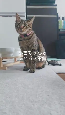 猫に散歩してもらうクサガメ軍曹🐢 #笑ったらチャンネル登録 #猫と亀 #クサガメ #🐢 