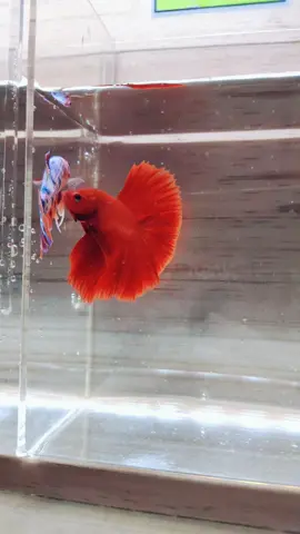 SUPER RED cuma 35k 🥵 Join live nanti malem ‼️ #Superred #halfmoonbetta  #cupanghias #biifish #cupang #betta #bettafish 