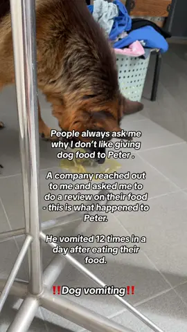 I will never feed my dogs dog food. Even if a company asks for a shoutout, I will never agree to it again.  Peter fell very sick, he kept vomiting after eating 1 bowl of kibble. Never again! Peter has a very sensitive stomach and I think that batch must have had issues.  I felt so bad after this, I immediately threw away the kibble. We had to go to the emergency vet.  #germanshepherd #germanshepherdsoftiktok #germanshepherdlife #mydogismybestfriend #dogtok #dogsoftiktok #tiktoksg #doglife #kingpeter #dogfood #baddogfood #kibble #kibbles #dogsick #dogvomit 