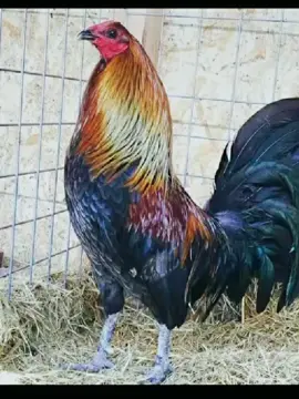 Tổng hợp các hình ảnh gà đá đẹp nhất @anhbabao