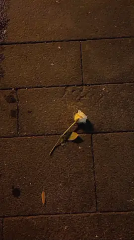 #مالي_حدا_راح_لغالي💔 #ربيع_الاسمر #explore #fyp 