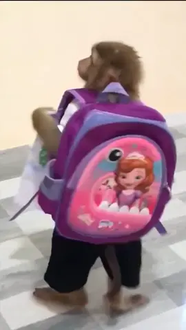 Ready for school #monkey #cutestmonkey #funny #monkeymemes