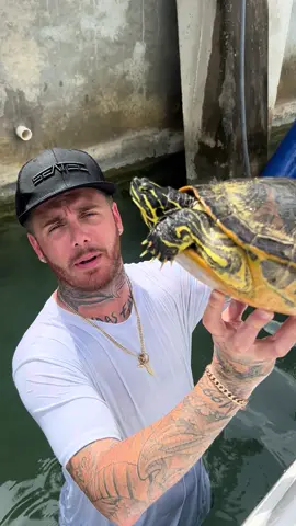 Check out @SEATEC you can save 20% on your entire order at the checkout using code “Stackz20” 🔥 #Stackz954 #FloridasFavorite #ExoticExpress #Turtle #Florida 