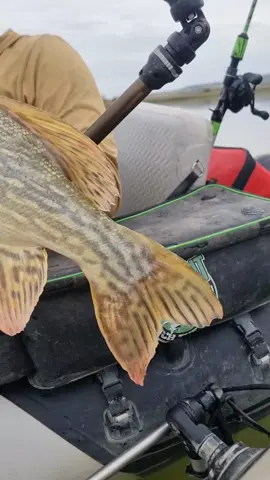 Primera salida a lucio I directamente ha salido este torpedo 🙂🔥@Adventerfishing  #fishing #pesca #wedkarstwo #catfish #siluro #sum #monsterfish #rivergishing #spinfishing #predatorfish #deporte #sports 