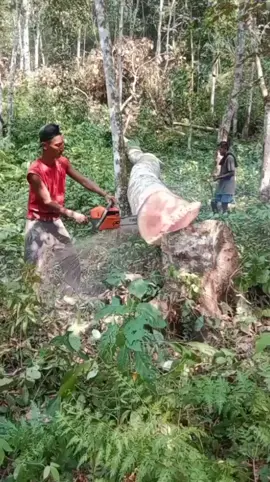 gergaji mesin aja bisa gass sampe  limit , kamu bisa gk?? shenggol dong🤣🤣  #berandatiktok #fypシ゚viral #gaslimit #trendingvideo 