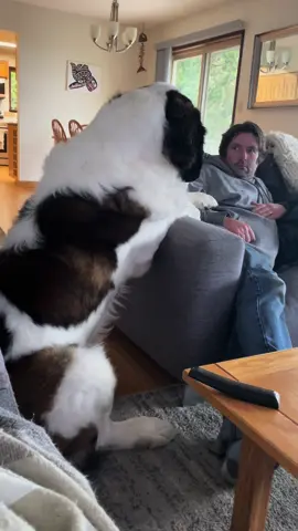 No personal space when you have a House Horse living with you #saintbernardlovers #saintbernard #househorse #dogsoftiktok #huge 