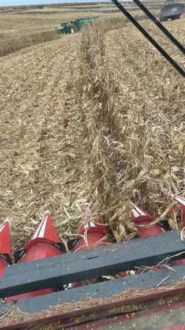 Whats popo doing today?!? #7010 #harvest23 #oops #beans #kungfupanda 