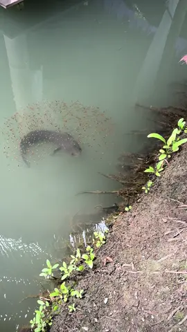 #ปลาน้อย #ลูกปลาช่อน 