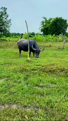 # lâu lắm chưa về quê thăm mẹ..