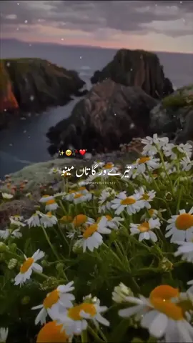 In the search of peace I found you 🥹🤍 #trending #viral #forever #arijitsingh #jubinnautiyal #atifaslam #lofi #music #reverb #slowed #mujju_aesthetics13 #foryoupage #grow #bollywoodsong #dontunderreviewmyvideo #fyp #lyrics #jawan #srk #shahrukhkhan @TiktokPakistanOfficial @𝕁𝕒𝕒𝕟𝕒𝕟🤍 