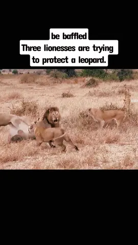 be baffledThree lionesses are tryingto protect a leopard.  #animals #animal #fyp #foryou #foryoupage #animalsofetiktok #lions #lion #leopard 