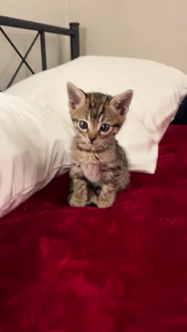 cutie 🤎 #kitten #cat #catsoftiktok #catsofinstagram #kittensoftiktok #kittensofinstagram #cutecats #babycat #Catlover #bengal #fyp #tabby #catperson 