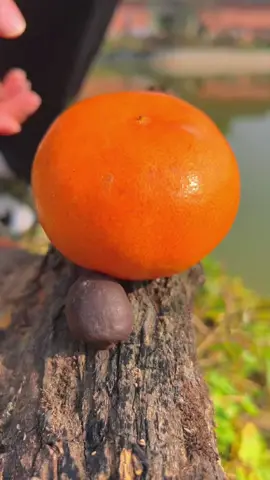 OMG😱😋🍊#usa #fruit #asmr 