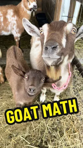 #girlmath #boymath #goatmath #goat #goats #goatfarm #asmr #farmasmr #farming #farm #feed #feeding #feedingroutine #morningroutine #nightimeroutine #chores #farmchores #feedwithme #closingshift #openingshift #sounds #dairy #dairygoat #formula #formulashortage #milk #goatmilk #goatsofticktok #babygoat #bottlebaby #healthadepopit #fy #fyp #goatmilk #goatlotion #goatmilklotion #goatmilksoap #goatmilkcheese #milkmachine #simplepulse #funny 