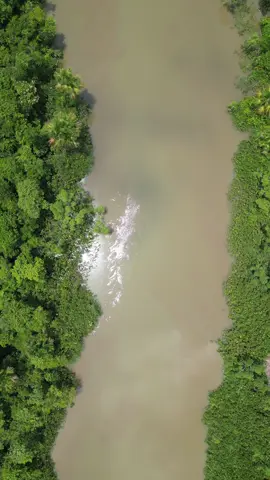 Nossa natureza maravilhosa! #belemdopará #belem #natureza #rio #amazonia #drone #dronevideo 