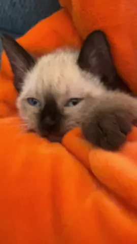 Pumpkin #fall #kitten #cat #siamese #siamesekitty #halloween #halloweeen2023 #siamesebaby #pumpkin 