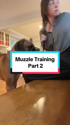 Muzzle training my baby dog. #muzzle #muzzles #muzzletraining #puppytraining #DogTraining #muzzleddogsaregooddogs #vetvisit 
