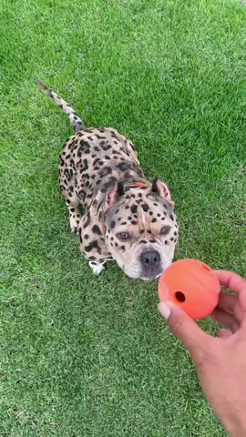 Do you have a Leopard Dog even ? 🐕🐆🐾 @Gabe 