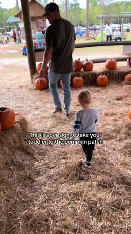 Do all the fall things 🎃🍁 #MomsofTikTok #toddlersoftiktok #dadsoftiktok #corememories #fall #pumpkinpatch #cornmaze #halloween 