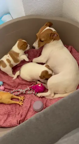 #рекомендации #хочуврекомендации #джекрасселтерьер #Jack #Russell #terrie #jackrussellterrierpuppy #puppy #jack #ксул #щенкиджекрассел #смешныеживотные #Welpe #хочувреку #хочувтренд #песпатрон #Welpe ###песпатрон #ксу #Hund #смешные #животные #Russell 