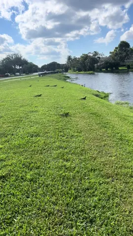 Comment how many iguanas you counted! It’s an “iguanapocalypse!” 😂 #Stackz954 #FloridasFavorite #ExoticExpress #Iguana #Florida 