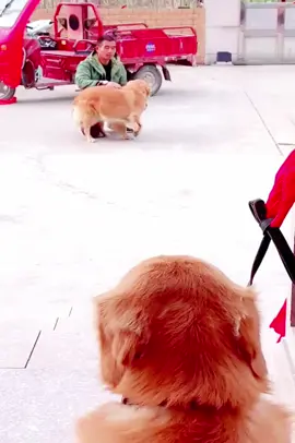 Sen mày dám đánh người yêu tao hả, tới công chuyện với tao 😂🐶 #haihuoc #giaitri #vuinhon #dogs #chó #pet #funny #funnydog #funnyvideo #viral #dogsoftiktok #funnyvideos #pets #fyp #dog #fypシ 