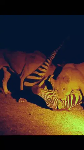 #animals #wildanimals #lion #fyp 